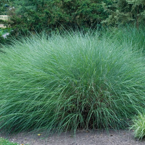 Chinees Prachtriet Gracillimus - Miscanthus (Sixpack)