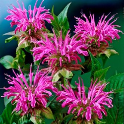 Bergamotplant Prärienacht - Monarda