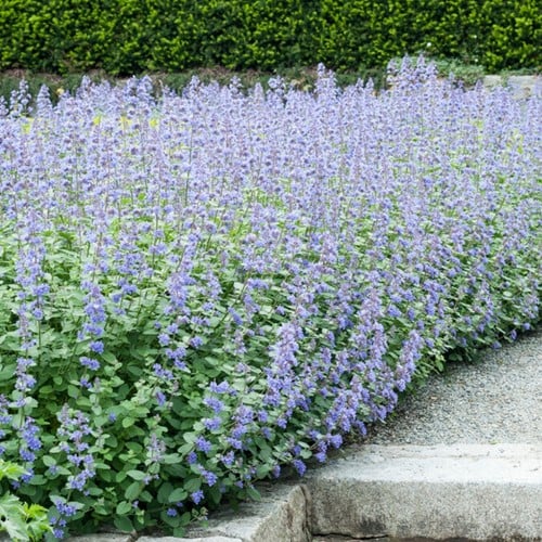 Kattenkruid Six Hills Giant - Nepeta faassenii