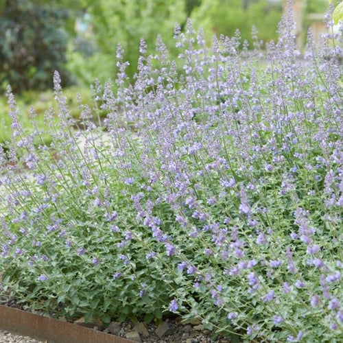 Nepeta Walker's Low - Kattenkruid (Sixpack)