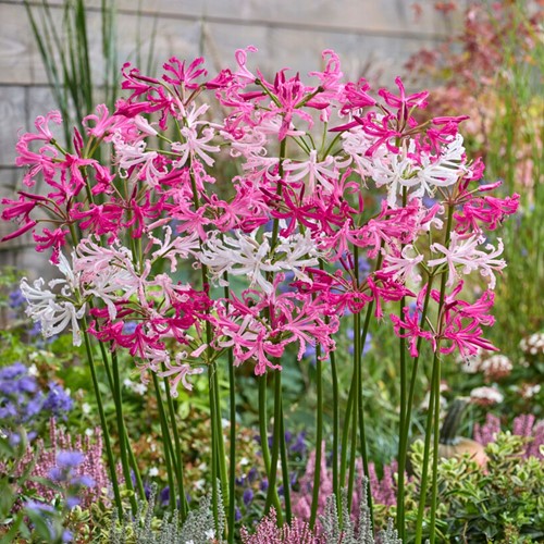 Nerine Mix Wit en Roze