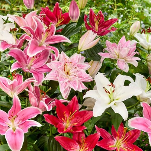 Oriëntaalse Lelies Mix - Lilium (Grootverpakking XL)