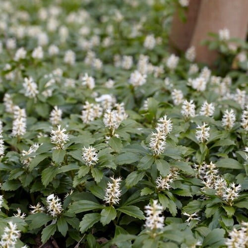Dikkemanskruid Green Carpet - Pachysandra terminalis