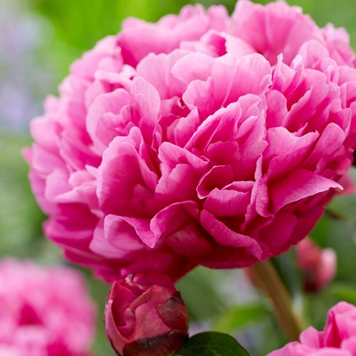 Pioenroos rood/roze - Paeonia Kansas