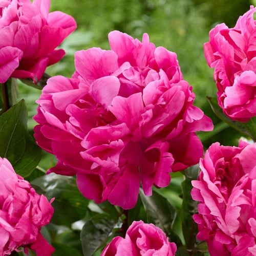 Pioenroos Sarah Bernhardt roze - Paeonia