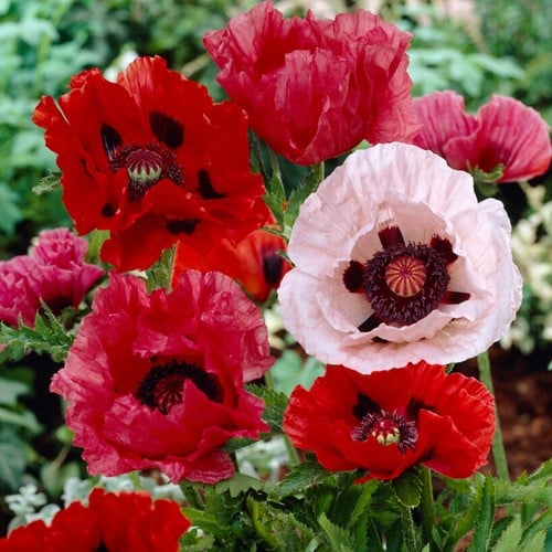 Papaver orientalis Mix - Klaproos
