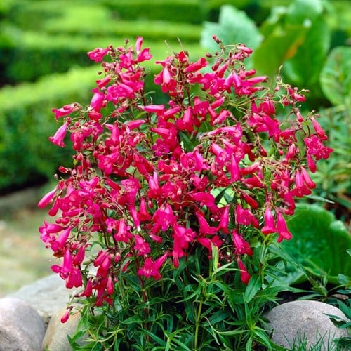 Penstemon Garnet -  Slangekop, Schildpadbloem
