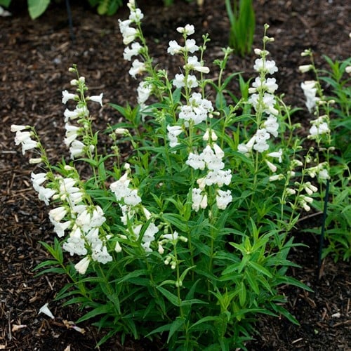 Penstemon White Bedder – Slangekop, Schildpadbloem
