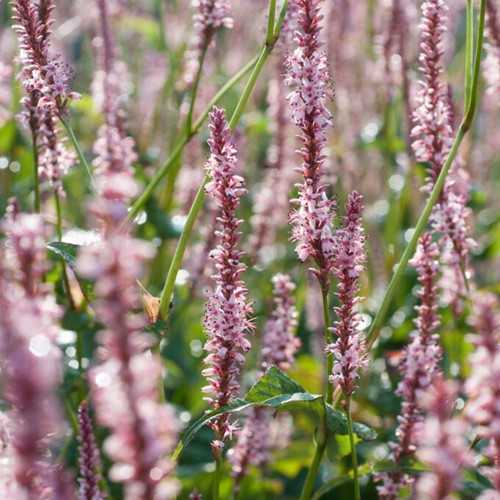 Persicaria amplexicaulis Rosea - Duizenknoop