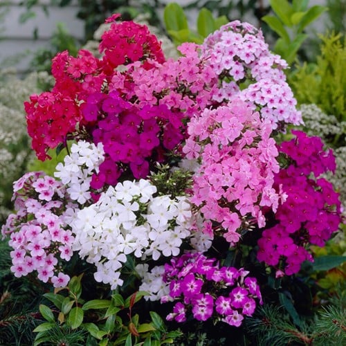 Phlox Mix - Vlammenbloem