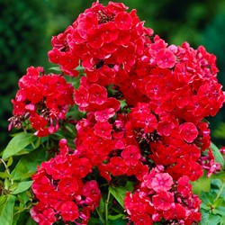 Phlox paniculata Orange Perfection
