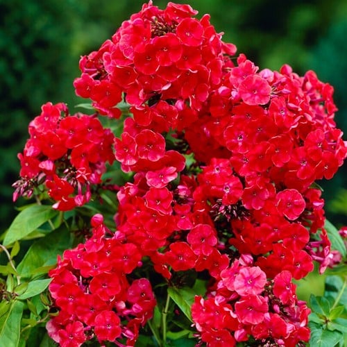 Phlox paniculata Orange Perfection
