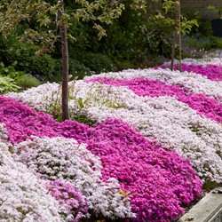 Phlox subulata mix Kruipende Vlambloem (Driepack)
