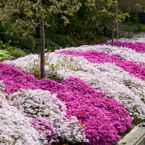 Phlox subulata mix Kruipende Vlambloem (Sixpack)