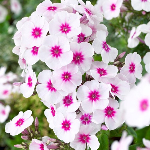 Phlox paniculata Swizzle Blue - Vlambloem