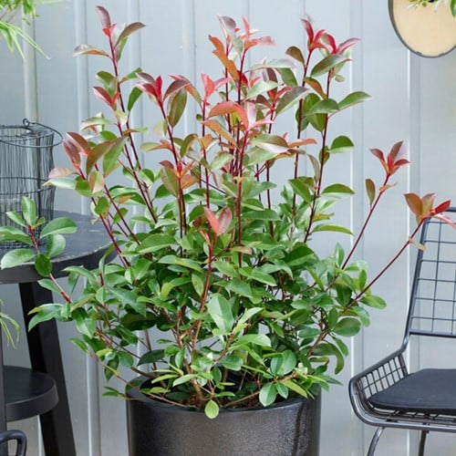 Photinia fraseri Red Robin - Glansmispel