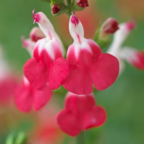 Bossalie Hot Lips - Salvia microphylla