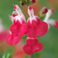 Bossalie Hot Lips - Salvia microphylla (Sixpack)