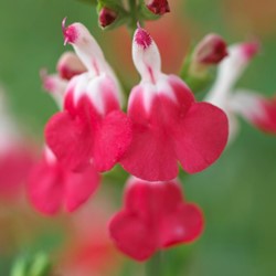 Bossalie Hot Lips - Salvia microphylla (Sixpack)