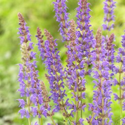 Bossalie Mainacht - Salvia nemorosa (Sixpack)