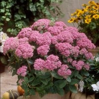 Roze muurpeper Brillant - Sedum spectabile