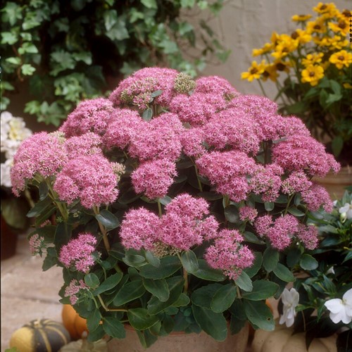 Roze muurpeper Brillant - Sedum spectabile