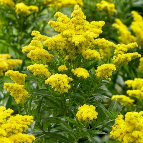 Solidago Goldkind - Goudenroede