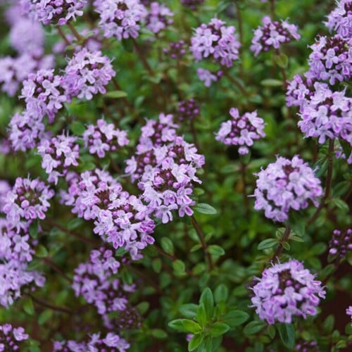Tijm Doone Valley - Thymus serpyllum praecox