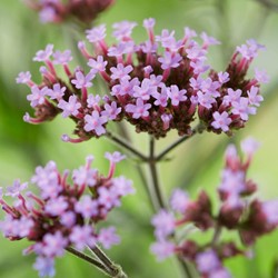 Ijzerhard Lollipop - Verbena Bonariensis