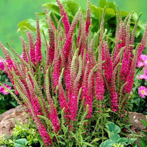 Aar-ereprijs Rotfuchs - Veronica spicata