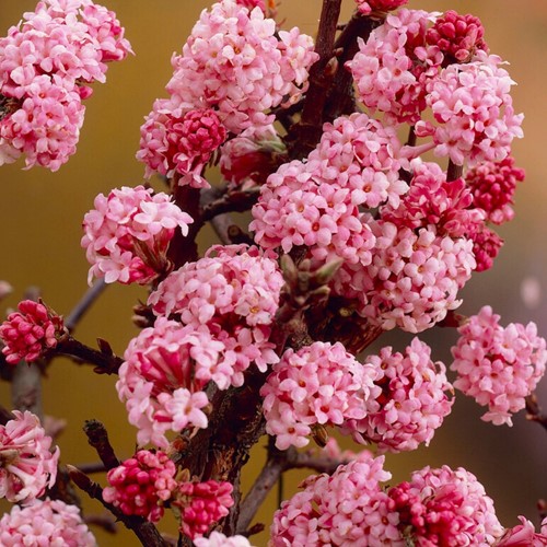 Viburnum bodnantense Dawn - Wintersneeuwbal