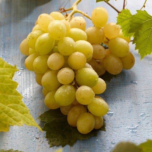 Druivenplant Bianca - Vitis Vinifera