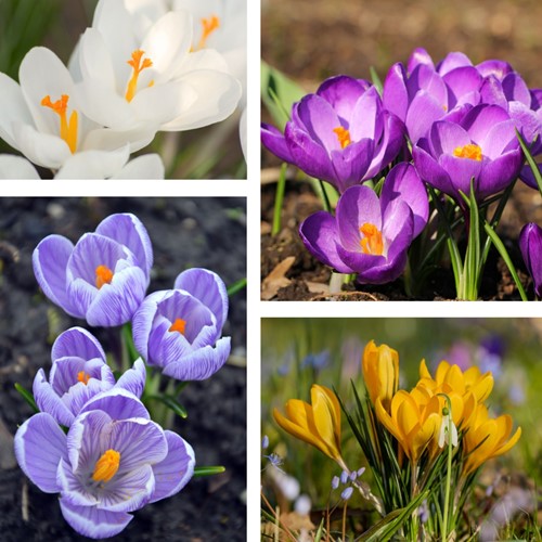 Krokus Botanisch Gemengd - Crocus