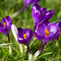 Krokus Flower Record - Crocus