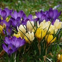 Krokus Grootbloemig Mix - Crocus (XL-verpakking)-2