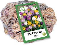 Krokus Grootbloemig Mix - Crocus (XL-verpakking)