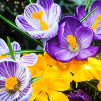 Krokus Grootbloemig Mix - Crocus
