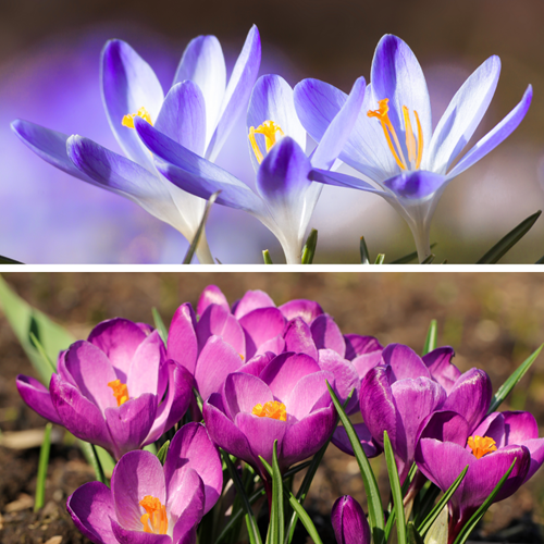 Krokus tommasinianus Blue Pearl & Roseus - Crocus