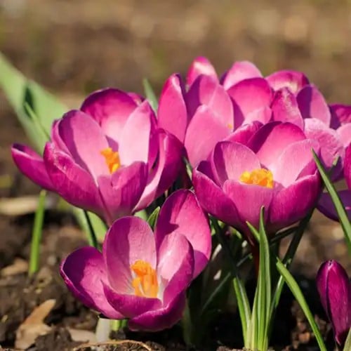 Krokus Tommasinianus Roseus - Crocus (Grootverpakking)