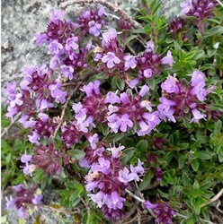 Thymus praecox Purple Beauty - Tijm, kruiptijm