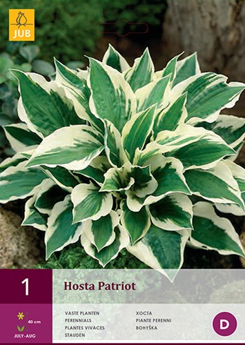 Hosta Patriot