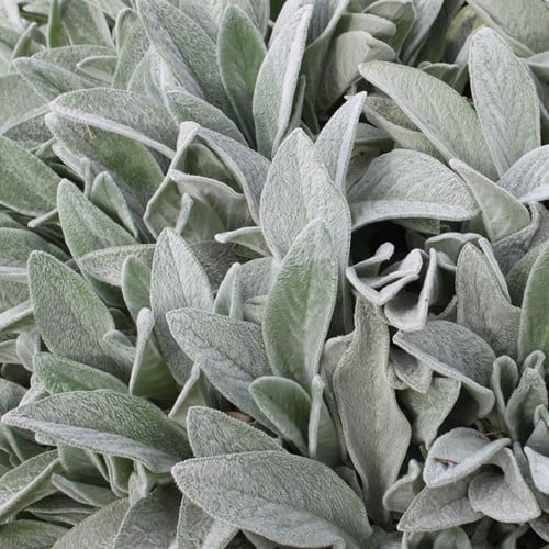 Ezelsoor Byzantina - Stachys Byzantina