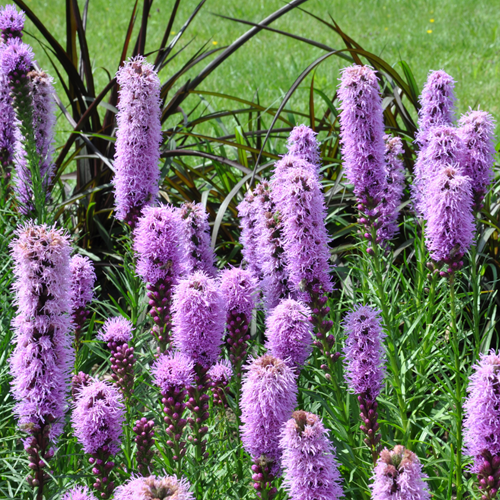 Lampepoetser Blue - Liatris Spicata