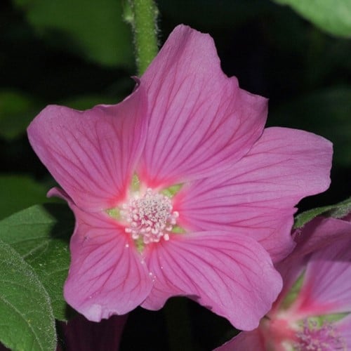 Lavatera Olbia Rosea - Struikmalva
