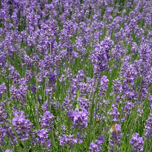 Lavendel Munstead - Lavandula Angustifolia (Sixpack)