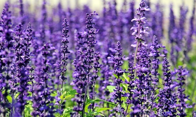 Lavendel snoeien