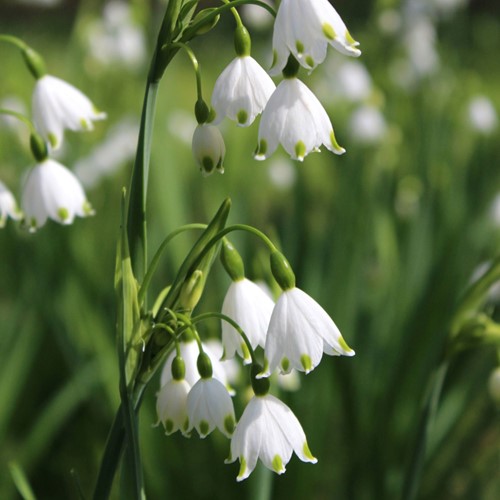 Leucojum Gravetye Giant - Zomerklokje