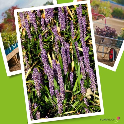 Leliegras Moneymaker - Liriope muscari (Sixpack)