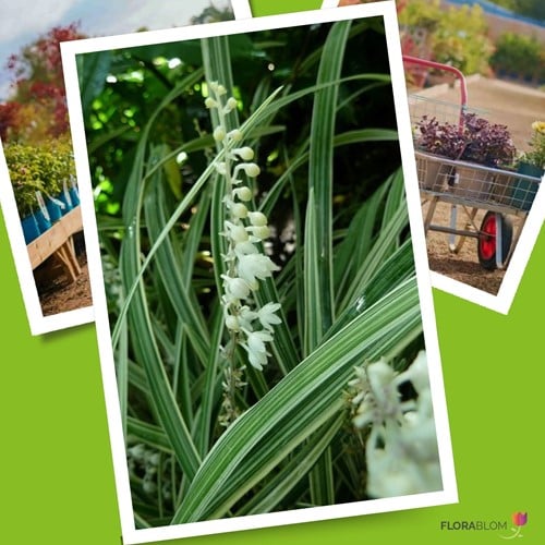 Leliegras Monroe White - Liriope muscari (Sixpack)