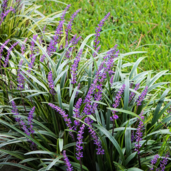 Leliegras Ingwersen, siergras - Liriope muscari